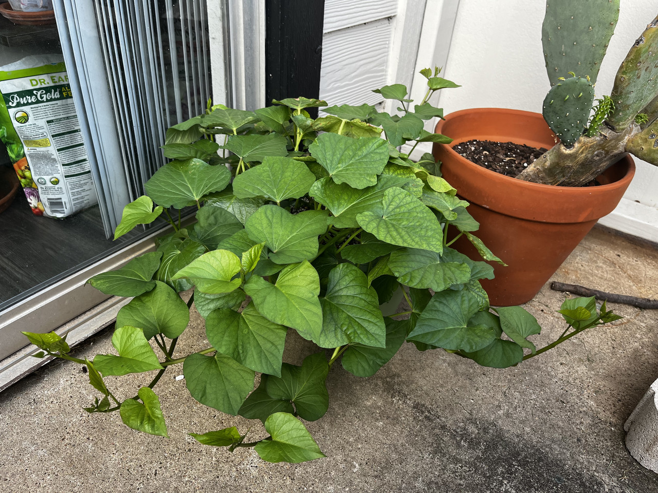 a medium-sized and very leafy sweet potato plant