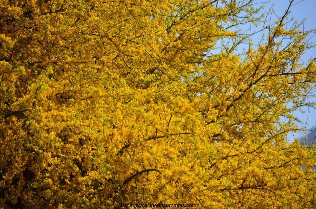 Huertasurbanas_com-2018-Set-11-Chanar-cercanias-Alunail-nds.jpeg-20211209_162910chañar