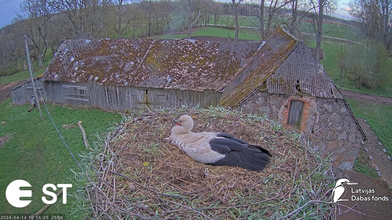 Baltie stārķi (Ciconia ciconia) Tukuma novadā - LDF tiešraide __ White storks in Tukums, Latvia 13-4