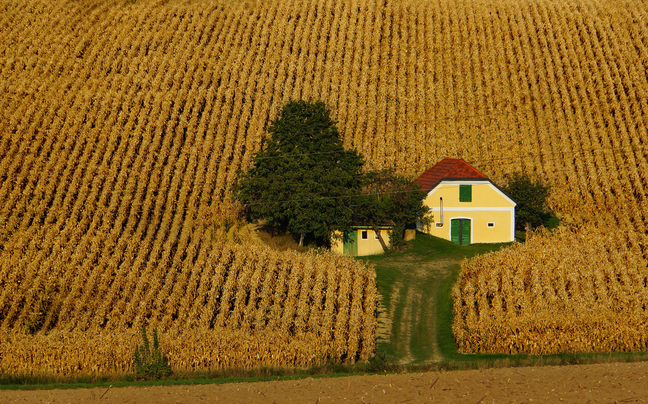 yellowfieldandhouse.jpg