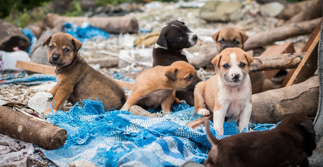 Santa Claus reparte comida a perritos de la calle en Ecatepec y se hace viral