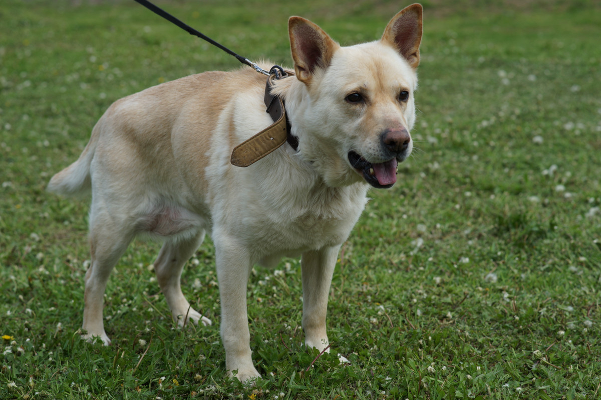 БорисовСобачка (9)