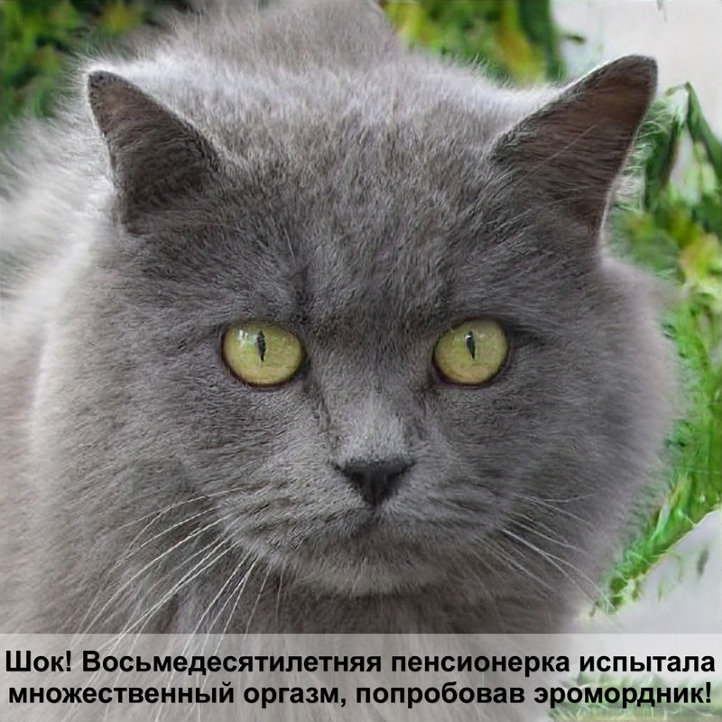 японская кошка