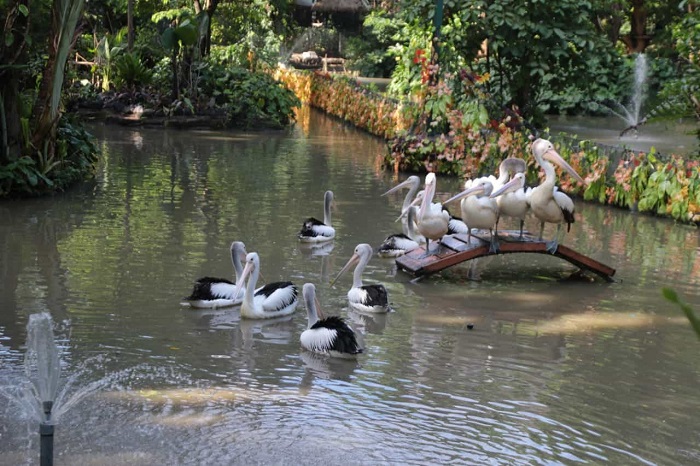 Wisata edukasi di Surabaya Zoo