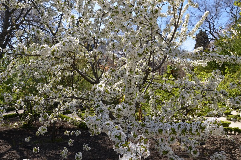 JARDIN BOTANICO-13-4-2013-MADRID - Paseando por España-1991/2017 (45)