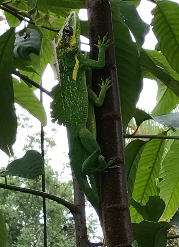 GiantCubanAnoleLove