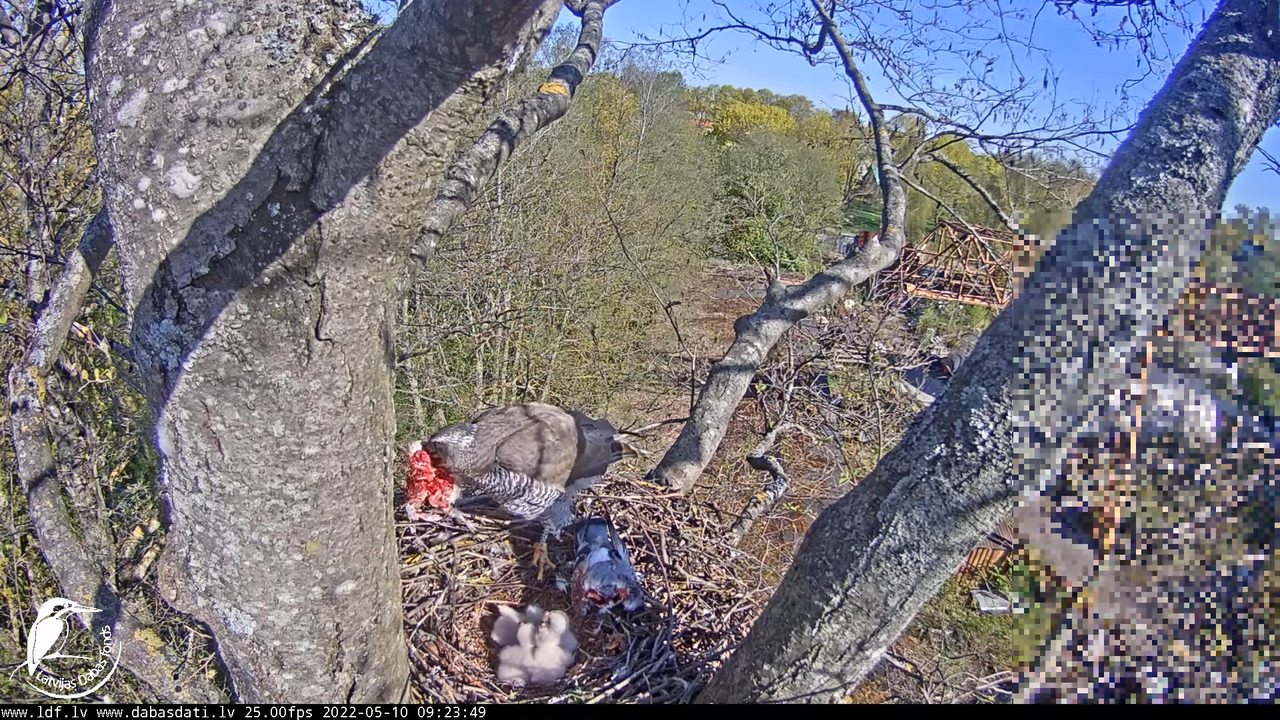 Vistu vanags (Accipiter gentilis) Rīgā - LDF tiešraide __ Goshawks, Riga, Latvia 14-51-26 screenshot