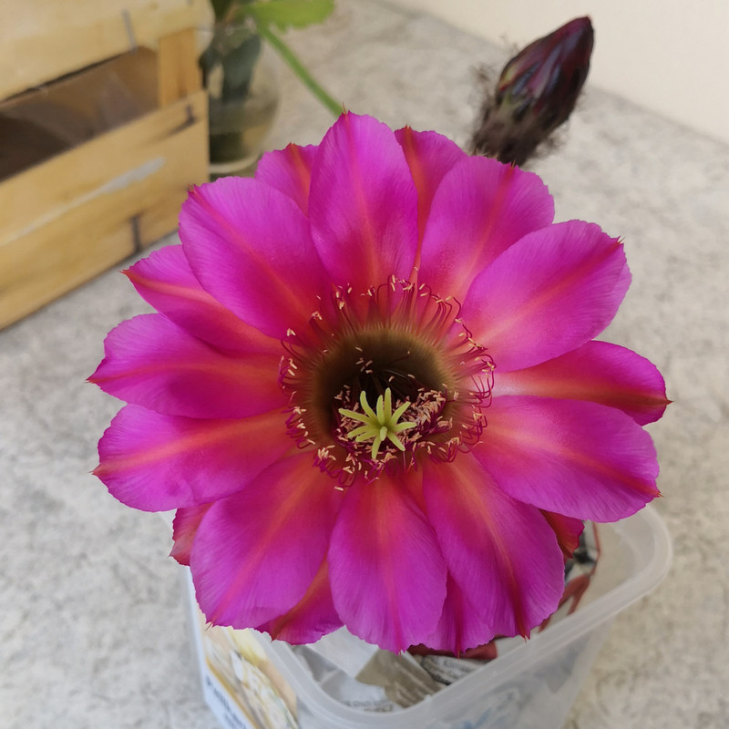 IMG_20220826_091933 (1)