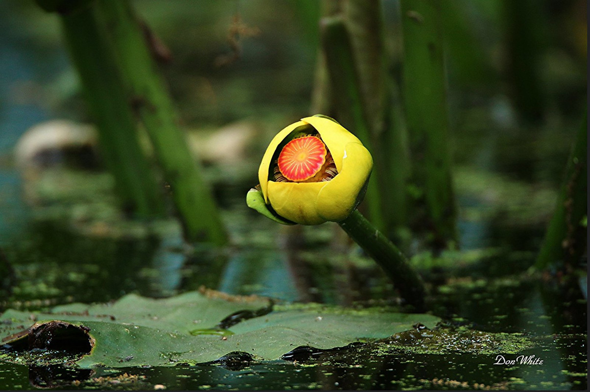 yellow-water-lily.jpg