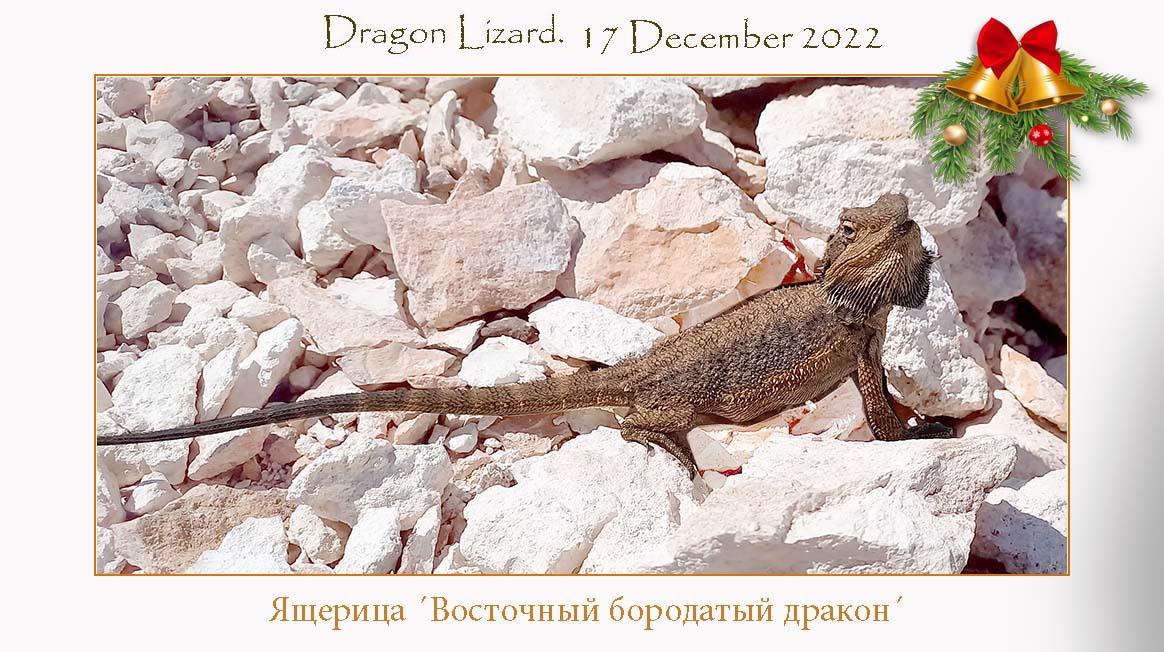 Lizard_17Dec22_4