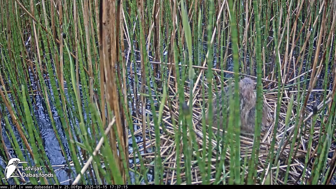 LDF Lielais dumpis (Botaurus stellaris) Zemītes pagastā 12-55-41 screenshot
