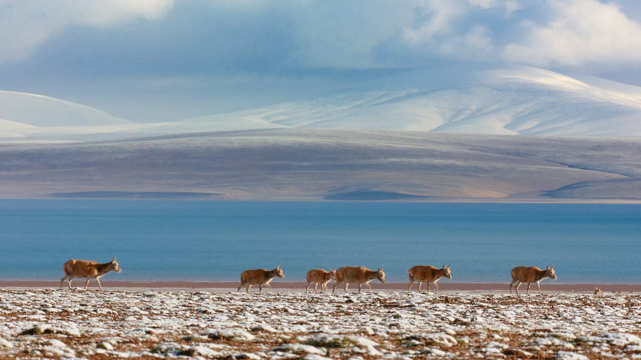 Born in China (2016) (1080p BluRay x265 Silence)-1