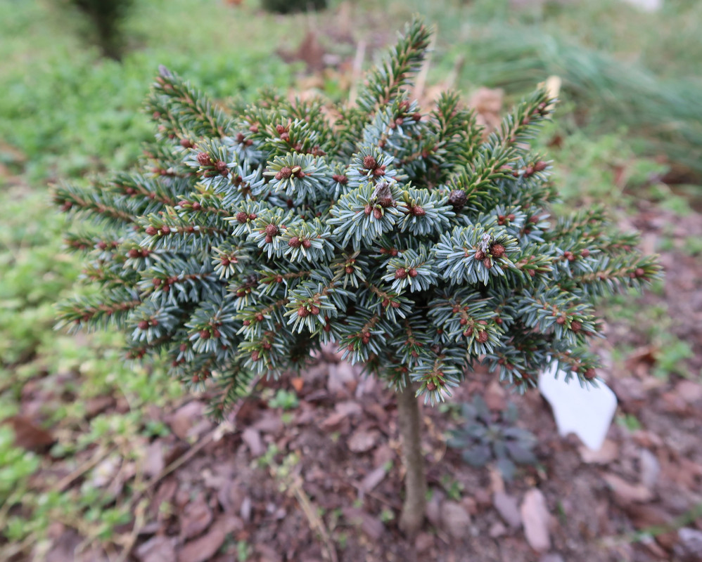 Picea omorika Talaga 2