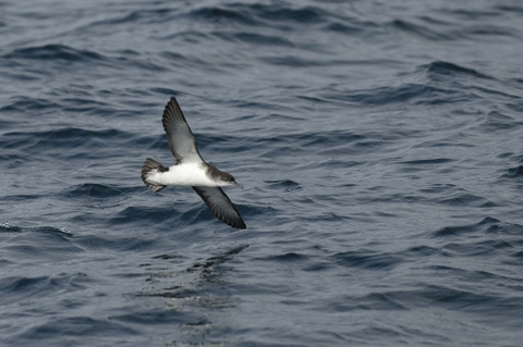 Manx Shearwater Conundrum