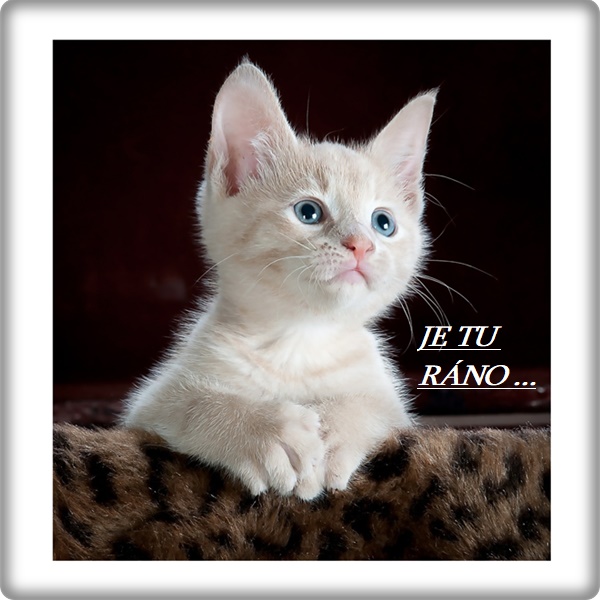 An den Beitrag angehängtes Bild: https://i.postimg.cc/sgfgbbhv/kitty-551554-1280.jpg