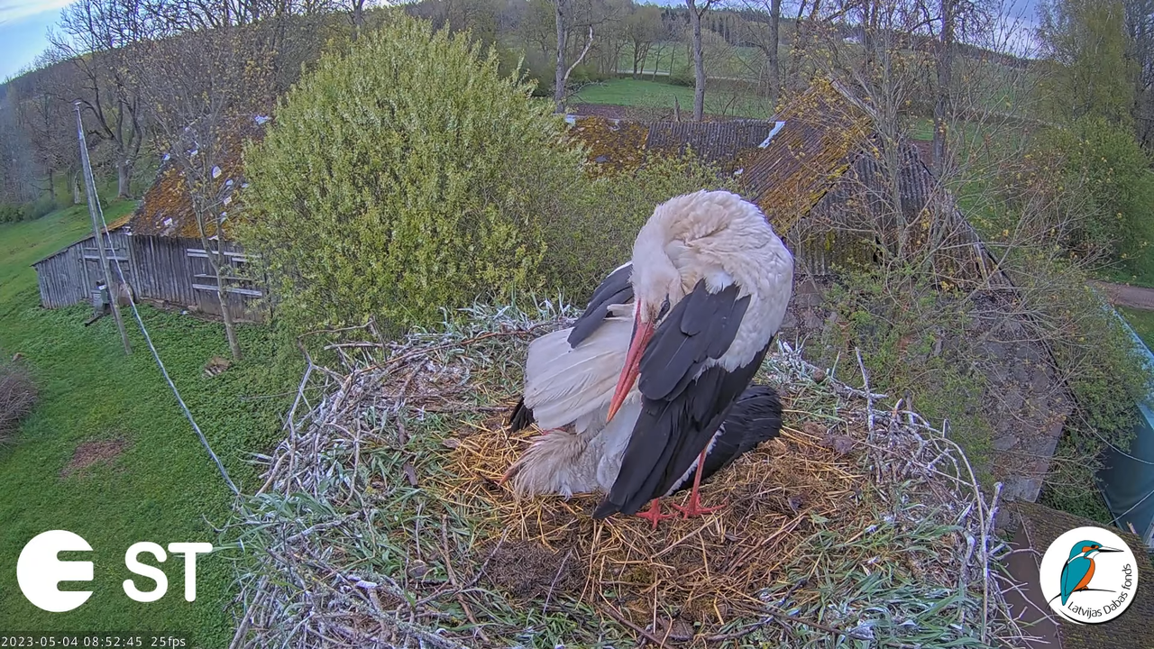 Baltie stārķi (Ciconia ciconia) Tukuma novadā - LDF tiešraide __ White storks in Tukums, Latvia 10-4