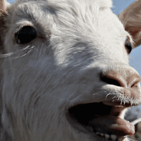 giphy-3.gif