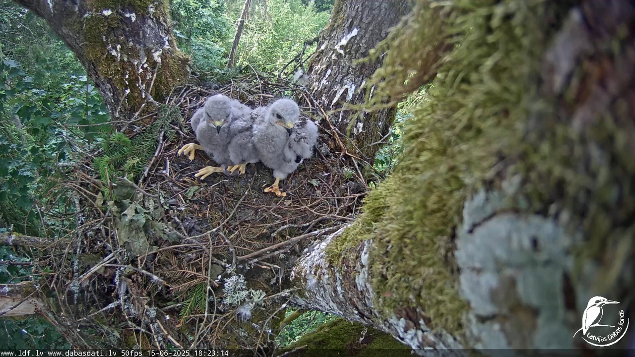 Melnās klijas (Milvus migrans) Kurzemē_ peļu klijāni (Buteo buteo) 13-46-10 screenshot