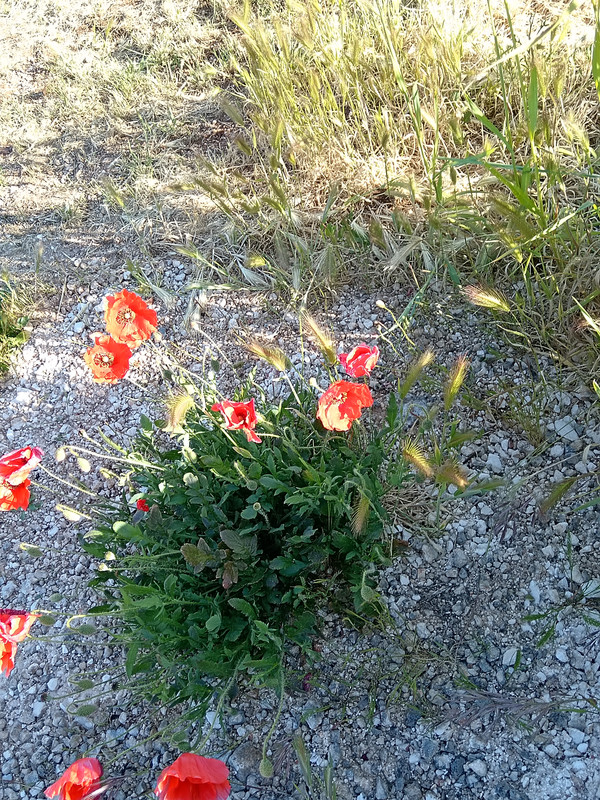 IMG-20260503-075550.jpg
