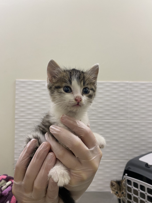 47156CA4-B442-4F70-8FF7-8370D18FA856