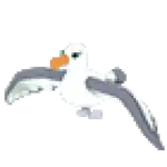 Albatross