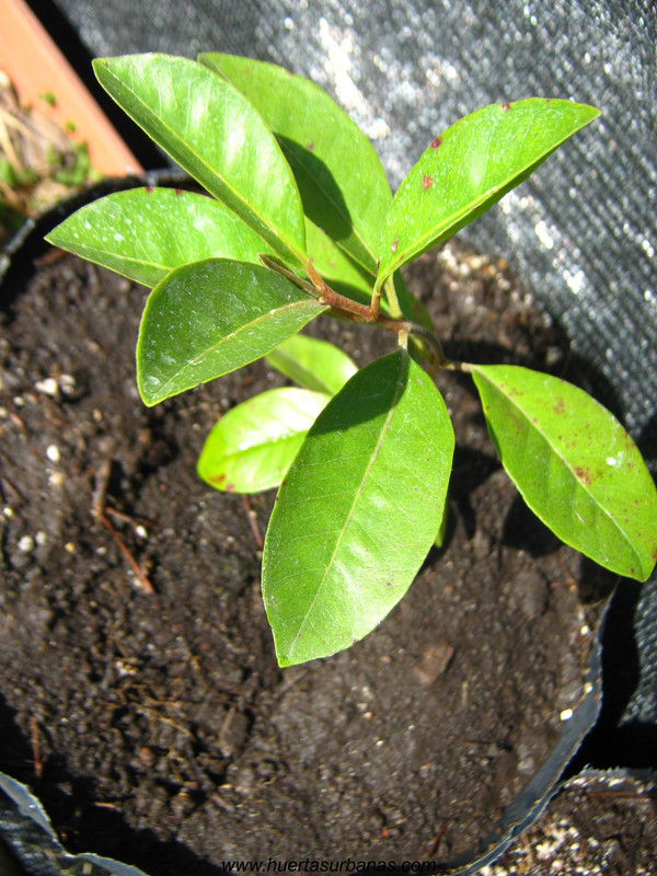 huertasurbanas_com_20180311_114345psidium_robustum-1