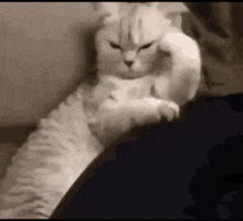 officialyongbok-cat.gif