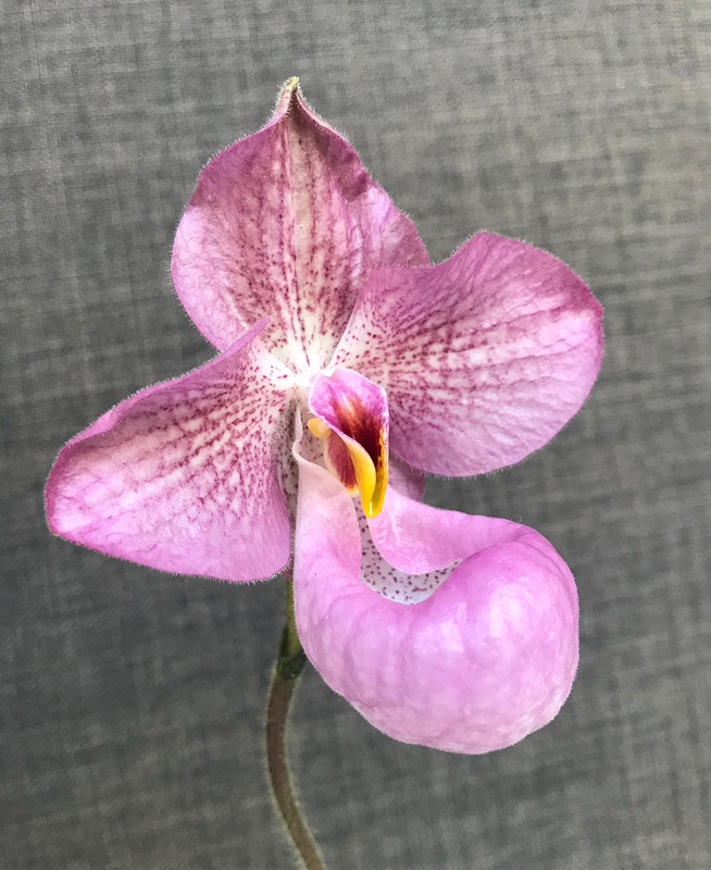 BDCB3425-2890-4ED4-BFFF-94F61241957D