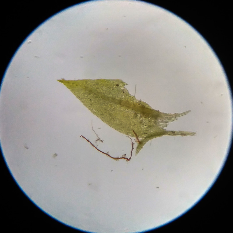 IMG 20250617 114115 HDR