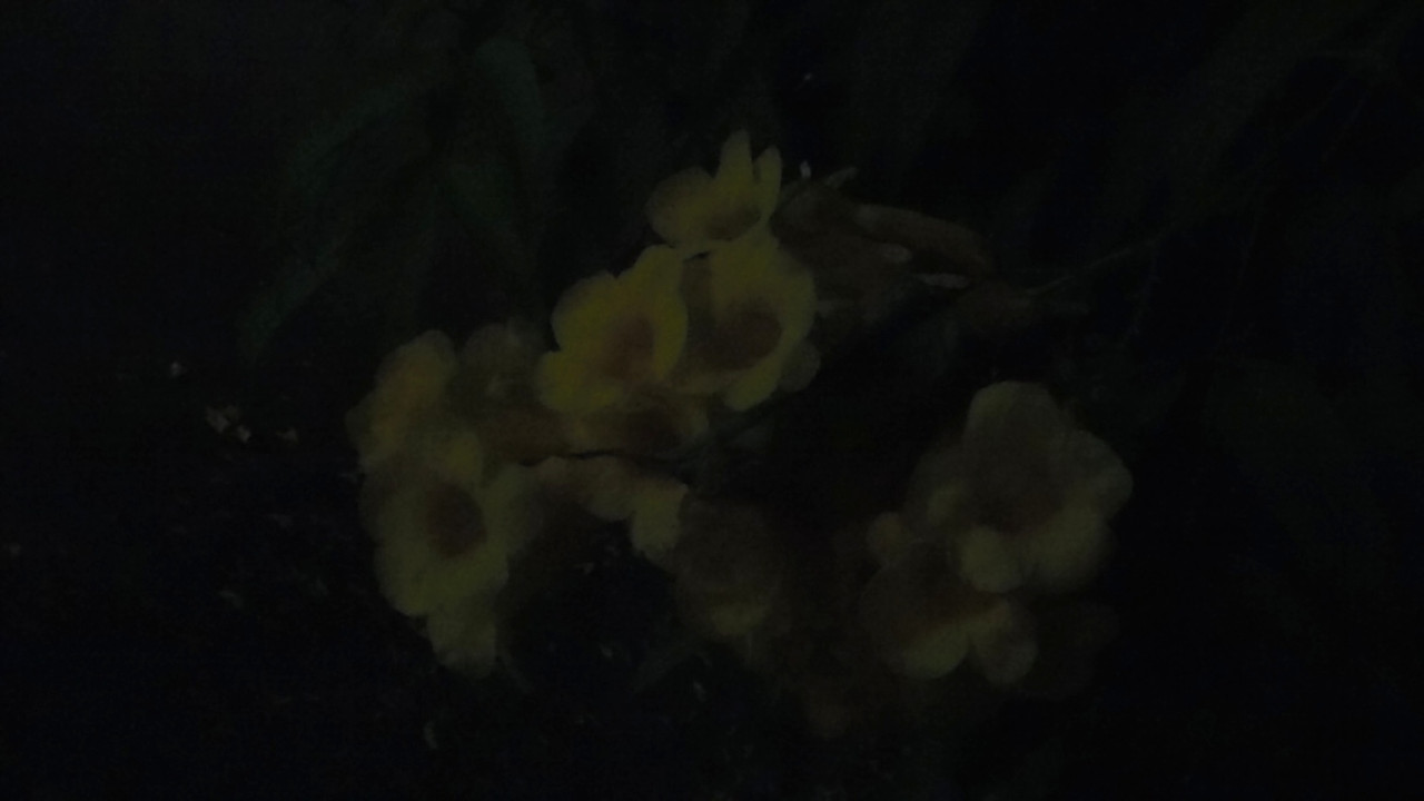 10.6.bad pictures of night flowers VI (edited)