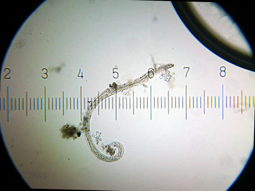 nematode-attack-kumquat-tree-root.jpg