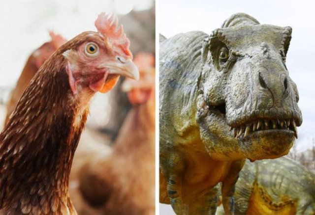 Animales-15