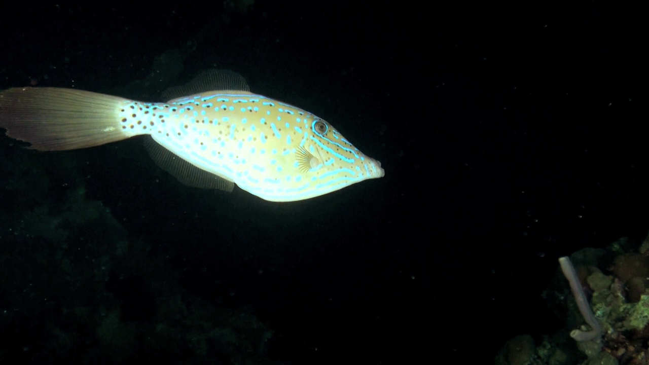 vlcsnap-2023-12-21-21h55m48s841