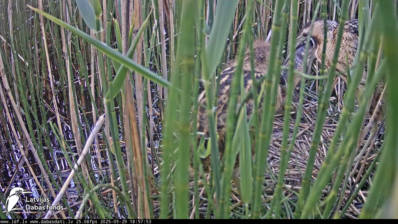 LDF Lielais dumpis (Botaurus stellaris) Zemītes pagastā 18-44-18 screenshot