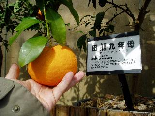 kunenbo-Japanese2