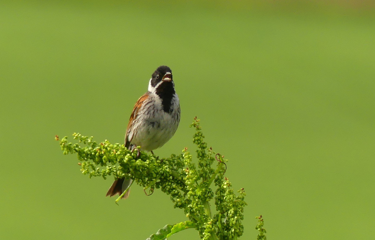 REED BUNTING 3 22624