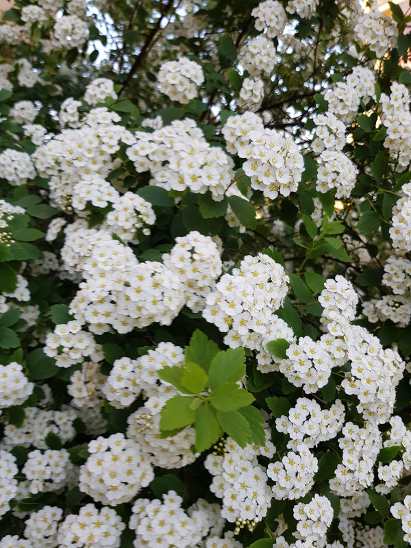 20190523-063922.jpg
