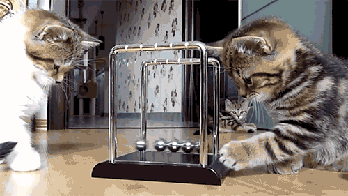 cat-toyss-pendulum.gif