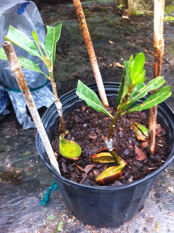 lucuma2
