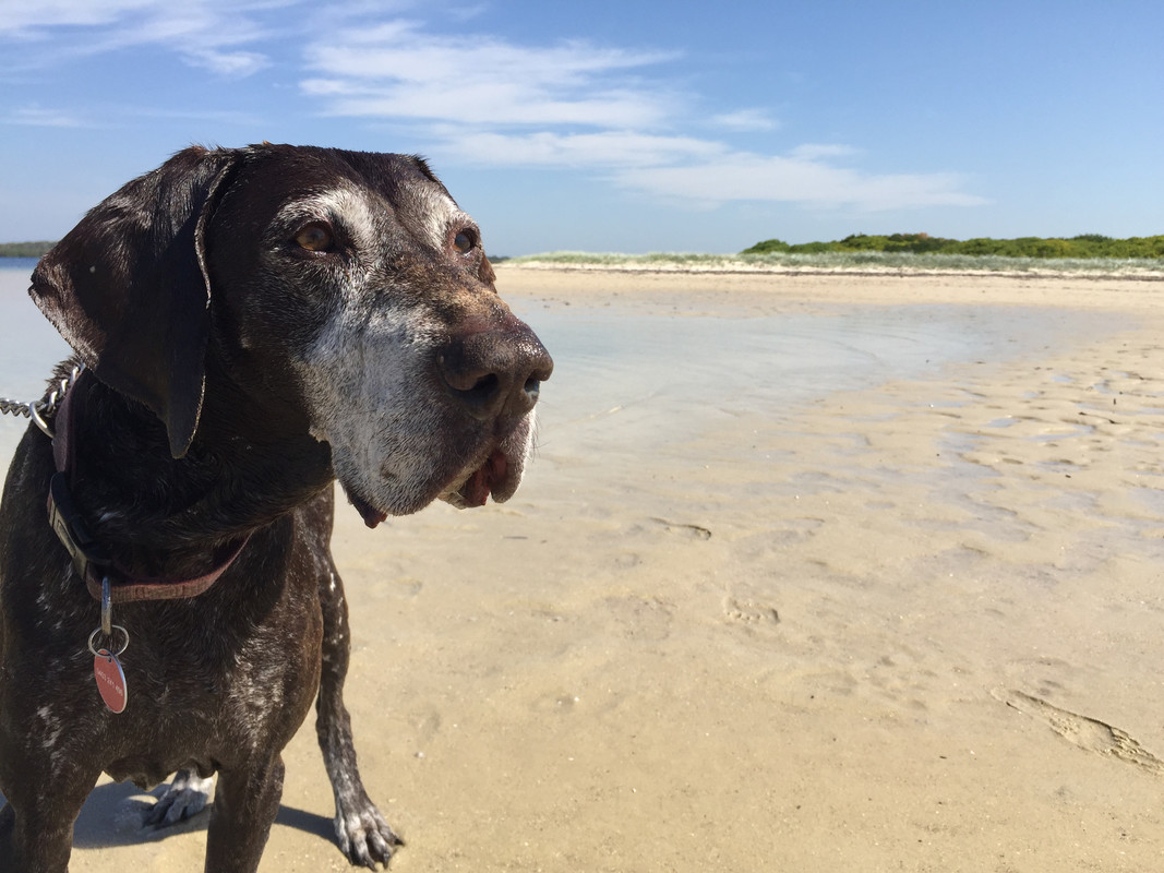 Fonzie at the beach