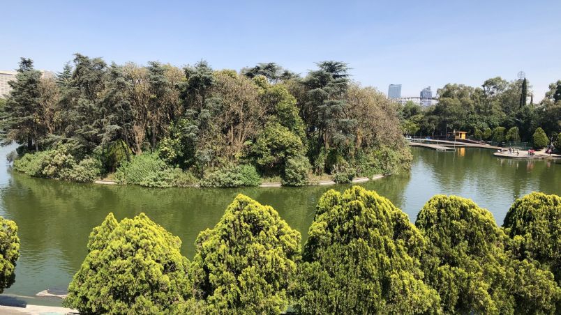 Grupo de expertos trabaja en el Lago de Chapultepec para mejorar la diversidad de especies