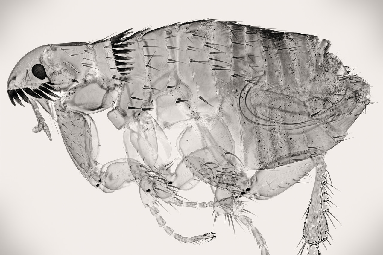 dog flea sepia 10x