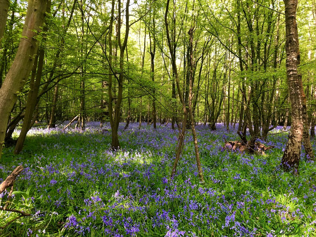 Woods-bluebells-HD.jpg