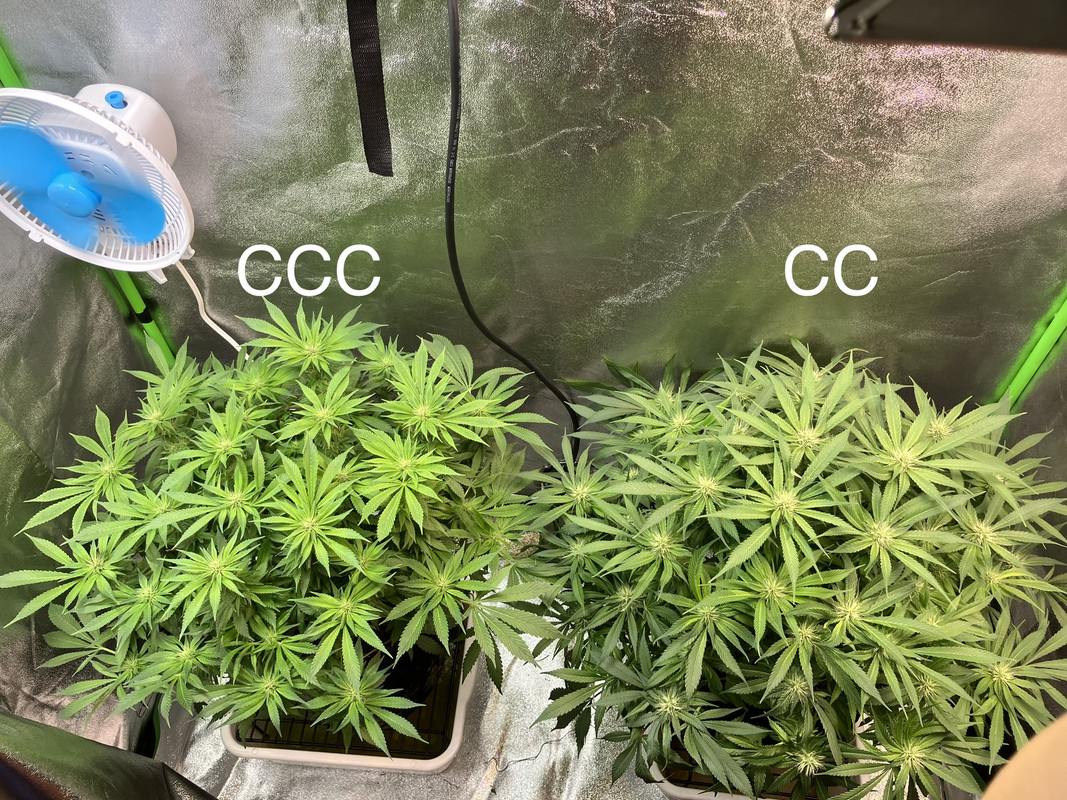 IMG_1637 (Mayo 27  2023)