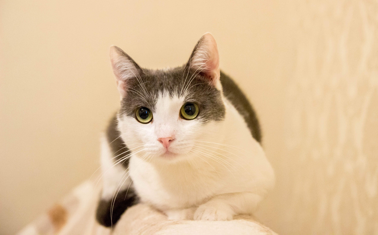 бело-серая-1-5