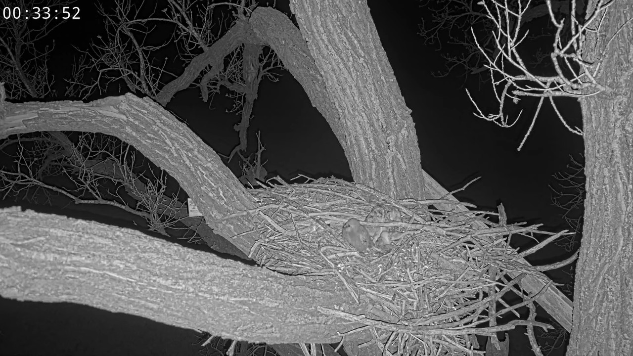 Bonijas un Klaida mājas — lielās ragainās pūces 9-1-15 screenshot