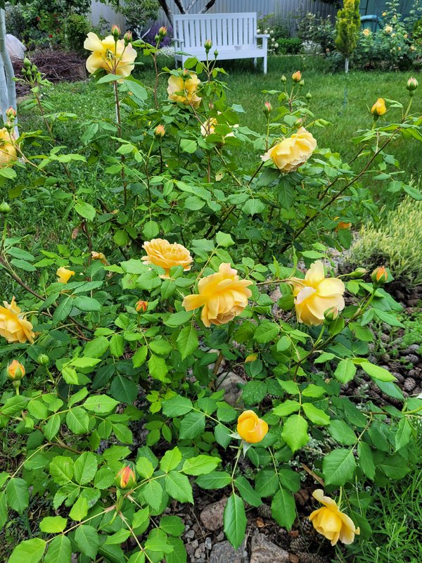 ГолденСелебрейшн