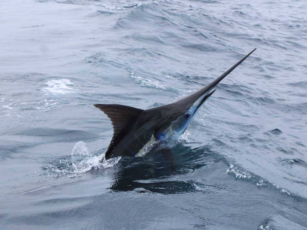 Marlin Azul