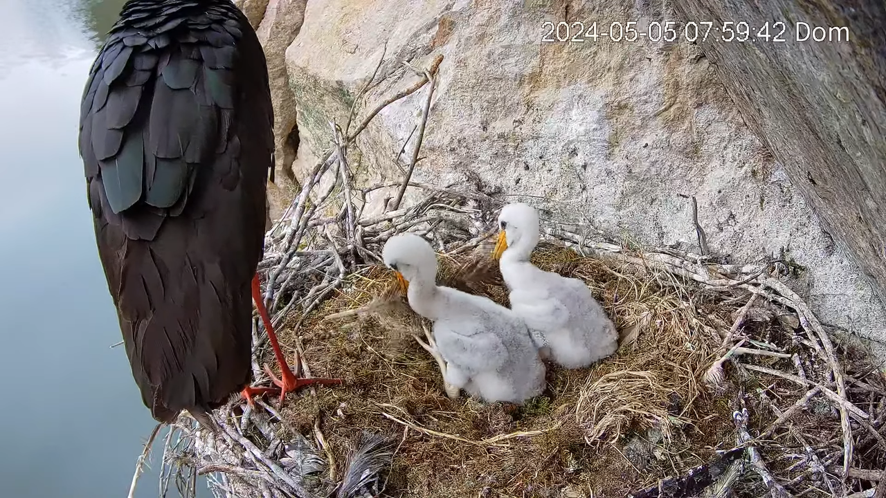 Cigüeña Negra en Tajo Internacional 12-34-31 screenshot