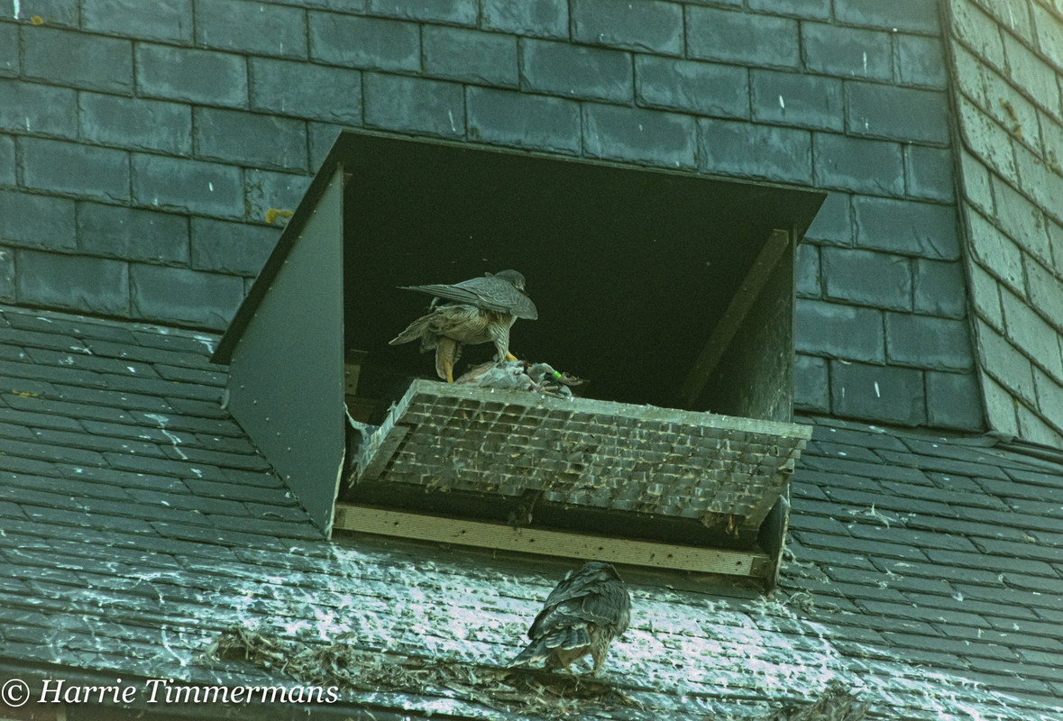 Alphen NBr. M D/J ~ Vrouw geen ringen. 2